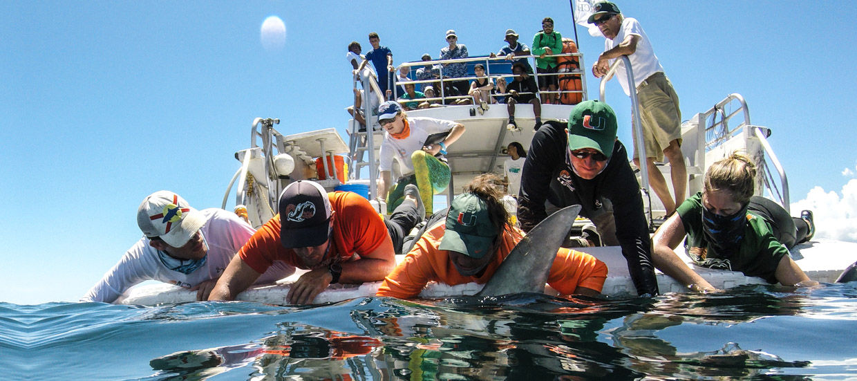 Shark Research and Conservation Program